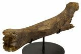 Fossil Hadrosaur (Edmontosaurus) Femur - Wyoming #382565-3